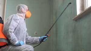 Best Black Mold Removal  in Heyburn, ID