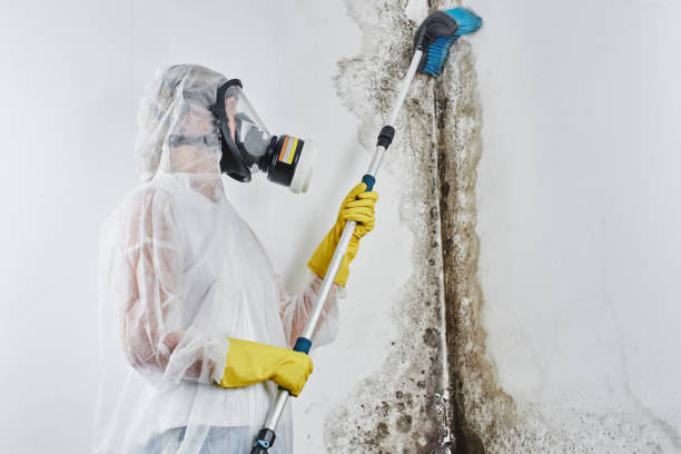 Best Forensic Mold Investigation  in Heyburn, ID