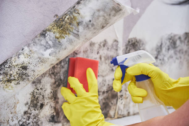 Best Comprehensive Air Testing for Mold Contaminants  in Heyburn, ID